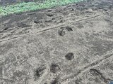 【続報】1人で農作業中にクマに襲われる 90歳女性の背後から突然…10か所以上かまれた痕 警察や猟友会が捜索 住民に警戒呼びかけ 長野・木島平村|TBS NEWS DIG