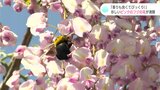 「香りもよくてびっくり!」珍しいピンクの藤の花が満開 | 高知のニュース・天気|KUTV NEWS | KUTVテレビ高知
