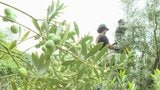 特産品オリーブの収穫始まる 新漬け用・オイル用とも大粒で高品質 大分・国東市|TBS NEWS DIG
