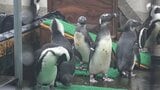 絶滅リスクが極めて高いケープペンギンの飼育施設を目玉に! 静岡市に建設予定の体感型水族館「Zoo Zoo Sea」 iZoo運営のレップジャパンが「ペンギンラボ」設置へ|TBS NEWS DIG