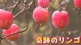 突然できた「奇跡のリンゴ」超貴重!200本の木にたった2本だけ…リンゴなのにパイナップルの味も…不思議リンゴの秘密 長野 | SBC NEWS | 長野のニュース | SBC信越放送