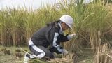 田んぼアート“締めくくりの稲刈り”地域ボランティア「卒業していつか思い出してくれたら」 | 山口のニュース・天気・防災|tys NEWS|tysテレビ山口