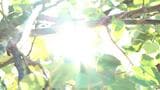 【速報】本州最北の青森県が全国の最高気温ランキング入り 記録ずくめの高温に 青森県の弘前・五所川原で39℃超 | 青森のニュース│ATV NEWS│青森テレビ