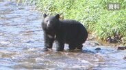 「完全に人間に警戒感がない」　クマの目撃件数は1.8倍に　緊急銃猟のマニュアル作成も課題　山梨　|　山梨のニュース | ＵＴＹテレビ山梨