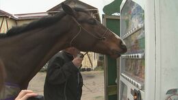 自販機でおすすめジュースを選んでくれる元競走馬が話題　情報発信の理由…「引退馬の第2の人生、魅力を伝えたい」|TBS NEWS DIG