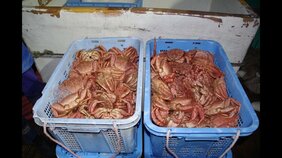 【密漁】毛ガニ508匹を所持疑い　漁師一家3人を現行犯逮捕　海上保安庁職員の立ち入り検査で発見　北海道森町|TBS NEWS DIG