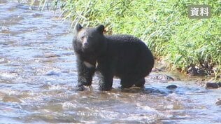 「完全に人間に警戒感がない」 クマの目撃件数は1.8倍に 緊急銃猟のマニュアル作成も課題 山梨 | 山梨のニュース | UTYテレビ山梨