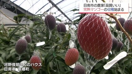 糖度が高く濃厚な甘さが楽しめる 宮崎特産「完熟マンゴー」 今季の収穫