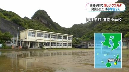 小学生が描いたよ！クワガタ　値下げOK‼︎ 左がメス？右がオス？種子島で珍しいクワガタを小学生が発見「育てれば