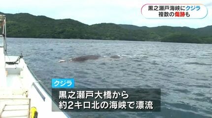 体にいくつもの傷…体長16mのクジラ漂流、死ぬ「よく見たら潮を吹いてい