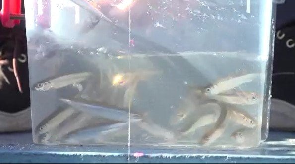 「釣りごたえも、食べごたえもある」諏訪湖の冬の風物詩　ドーム船でのワカサギ釣りが盛況！長野|TBS NEWS DIG