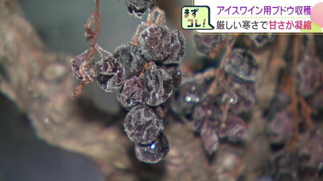 凍てつく寒さで”甘さ凝縮”　北海道池田町でアイスワイン用のブドウ収穫　マイナス19℃の未明に手作業で2トン見込む|TBS NEWS DIG