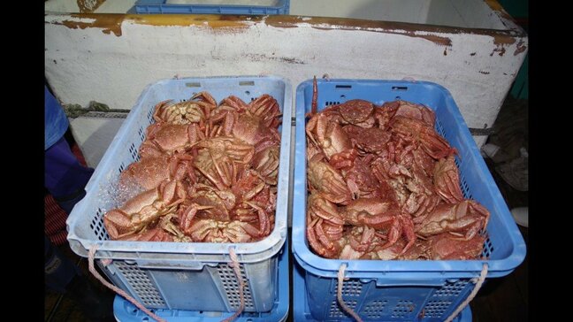 【密漁】毛ガニ508匹を所持疑い　漁師一家3人を現行犯逮捕　海上保安庁職員の立ち入り検査で発見　北海道森町|TBS NEWS DIG