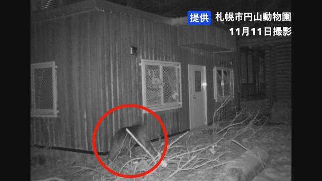 【速報】円山動物園の敷地内でヒグマ1頭を駆除　園内に設置した箱わなにかかる　連日出没していた個体とみられる|TBS NEWS DIG