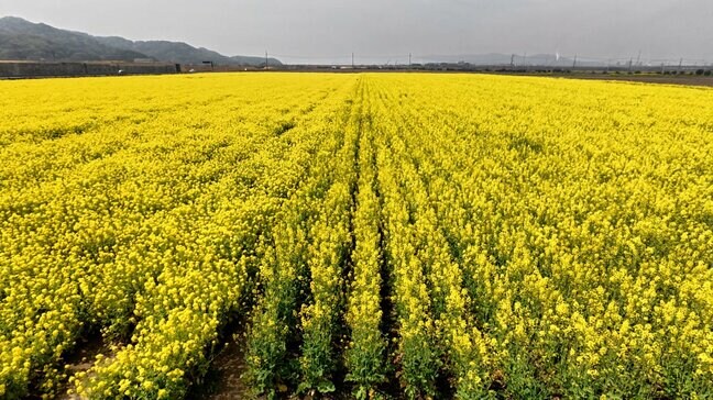 【絶景】視界一面!約1000万本の菜の花が見ごろ「黄色のじゅうたんみたい!」笠岡湾干拓地【岡山】|TBS NEWS DIG