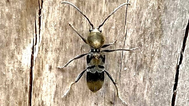 “幼虫2匹で木を枯らす虫”関東で増加中…本来は四国・九州に生息「飛んで移動しない」のに関東で被害拡大の理由は【ケブカトラカミキリ】|TBS NEWS DIG