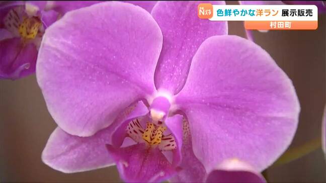 「花びらがきれい」コチョウランやカトレアなど150種 鉢植えの洋ラン展示会 宮城・村田町|TBS NEWS DIG