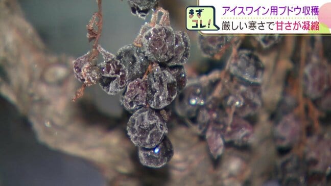 凍てつく寒さで”甘さ凝縮”　北海道池田町でアイスワイン用のブドウ収穫　マイナス19℃の未明に手作業で2トン見込む|TBS NEWS DIG