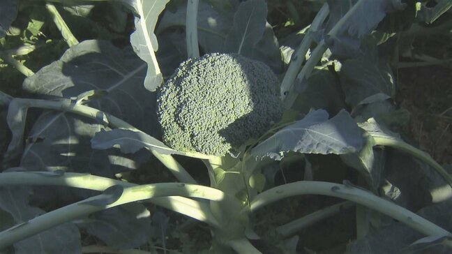 ブロッコリー「農業を始めて一番いい出来」 今年はお手頃価格に ビタミンやミネラルなど栄養豊富な“最強野菜” 愛知・田原市で出荷最盛期|TBS NEWS DIG