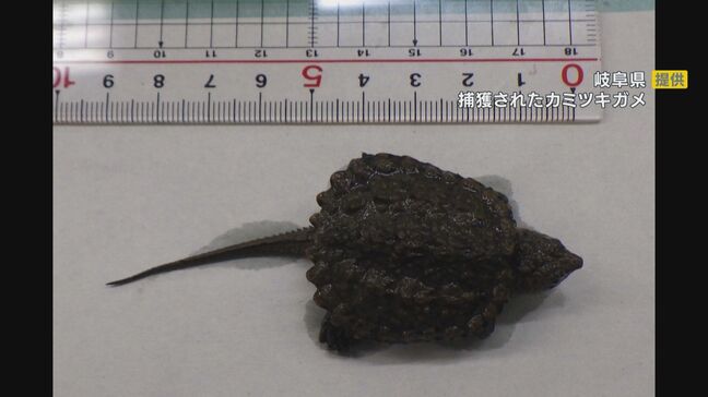 岐阜・瑞穂市の長良川の川岸でカミツキガメを捕獲　近づかずに自治体に連絡を|TBS NEWS DIG