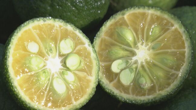 特産の柑橘「新姫」の収穫始まる　爽やかな酸味や香りが魅力　三重・熊野市|TBS NEWS DIG