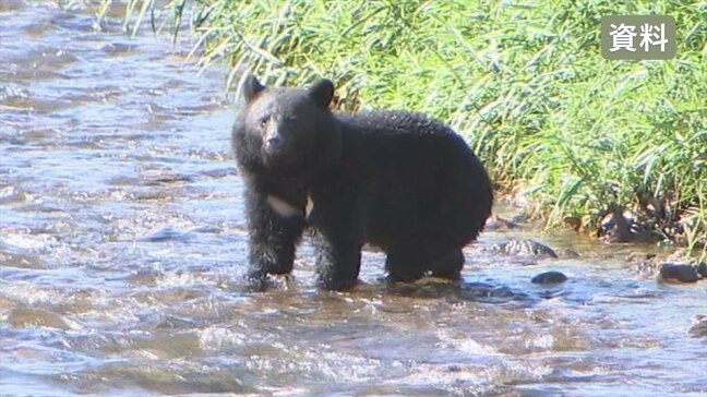 「完全に人間に警戒感がない」　クマの目撃件数は1.8倍に　緊急銃猟のマニュアル作成も課題　山梨|TBS NEWS DIG