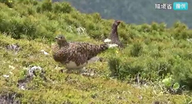 中央アルプスのライチョウ 昨年度の1.4倍に 環境省が190羽の生息を確認 復活の取り組み続く 長野|TBS NEWS DIG