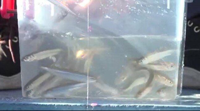 「釣りごたえも、食べごたえもある」諏訪湖の冬の風物詩 ドーム船でのワカサギ釣りが盛況!長野|TBS NEWS DIG