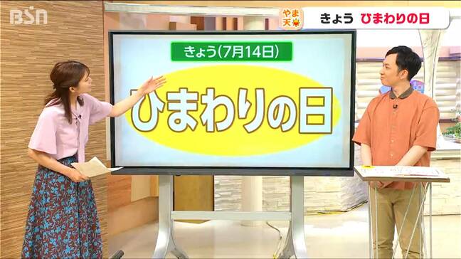 突然ですが… 7月14日は『ひまわりの日』なぜ？どうして??【気象予報士・山崎貴裕の解説】|TBS NEWS DIG