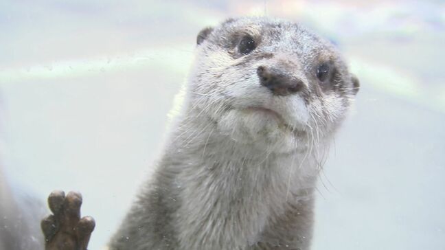 「おばあちゃんカワウソのために三枚おろし」オープン初日の「市場水族館」に密着【香川】|TBS NEWS DIG