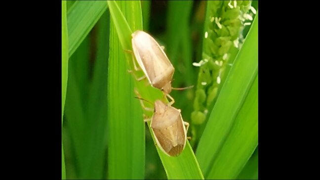 ”コメの天敵”イネカメムシ急増　温暖化で繁殖か　JAや県が防除呼びかけ　生産者「無事収穫できるか・・・」|TBS NEWS DIG
