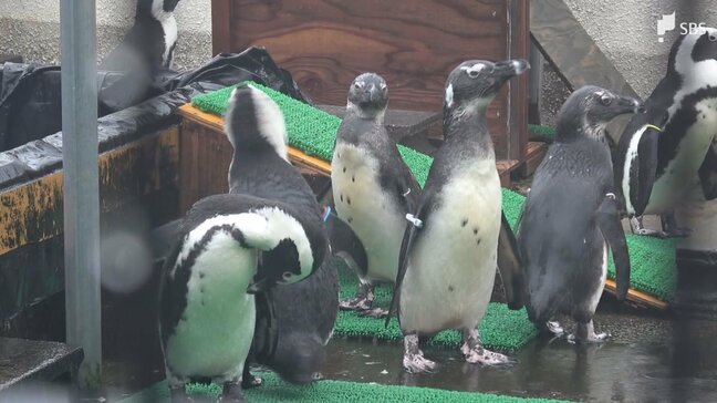 絶滅リスクが極めて高いケープペンギンの飼育施設を目玉に! 静岡市に建設予定の体感型水族館「Zoo Zoo Sea」 iZoo運営のレップジャパンが「ペンギンラボ」設置へ|TBS NEWS DIG