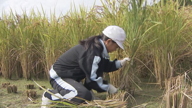 田んぼアート“締めくくりの稲刈り”地域ボランティア「卒業していつか思い出してくれたら」|TBS NEWS DIG