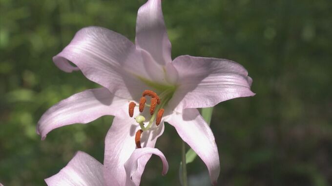 淡いピンクの花から漂う甘い香り　2万本のササユリ見頃　岐阜・高山市の山野草花園　|　名古屋・愛知・岐阜・三重のニュース【CBC news】 | CBC web
