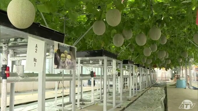 青森県つがる市の「水耕栽培メロン」の振興に協力　国内最大級の「風力発電施設」で実証実験中のメロンの水耕栽培　年間1500～1600個を収穫予定　|　青森のニュース│ATV NEWS│青森テレビ