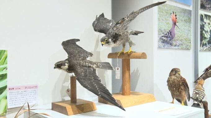 「名護の鳥展」ノグチゲラのはく製など展示　26日まで|TBS NEWS DIG