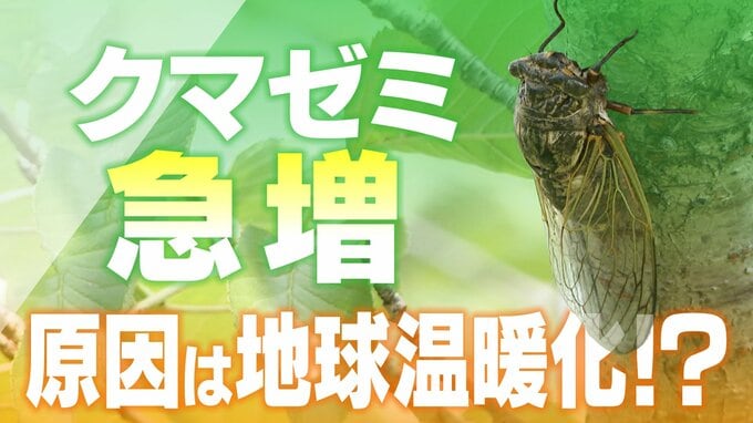 「8割近くクマゼミになっている」原因は地球温暖化?  関東にまで分布広がる…  暑すぎてセミが｢夏眠｣を!?　|　名古屋・愛知・岐阜・三重のニュース【CBC news】 | CBC web