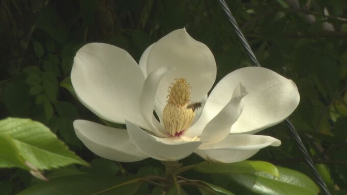 白壁の城下町に漂う甘い香り 大輪の「タイサンボク」が次々と開花、名前の由来は・・・　山口・萩|TBS NEWS DIG