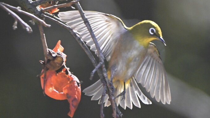 四季折々の風景や伝統行事の写真展　写真愛好家らの42点の作品並ぶ　山梨・笛吹市スコレーセンター|TBS NEWS DIG