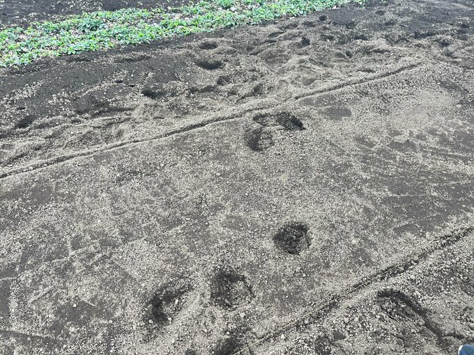 【続報】1人で農作業中にクマに襲われる　90歳女性の背後から突然…10か所以上かまれた痕　警察や猟友会が捜索　住民に警戒呼びかけ　長野・木島平村|TBS NEWS DIG