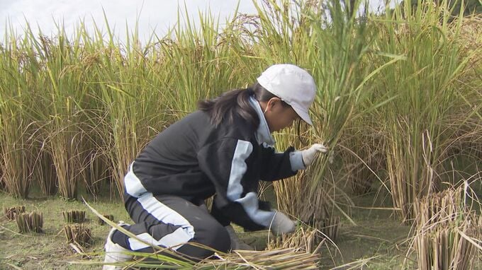 田んぼアート“締めくくりの稲刈り”地域ボランティア「卒業していつか思い出してくれたら」|TBS NEWS DIG