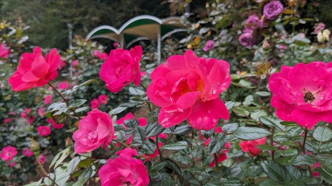 450種、6千株の世界のバラが咲き誇る　花巻温泉秋のバラまつり　14日まで|TBS NEWS DIG