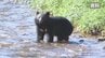 「完全に人間に警戒感がない」　クマの目撃件数は1.8倍に　緊急銃猟のマニュアル作成も課題　山梨　　|　山梨のニュース | ＵＴＹテレビ山梨