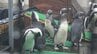 絶滅リスクが極めて高いケープペンギンの飼育施設を目玉に！ 静岡市に建設予定の体感型水族館「Zoo Zoo Sea」 iZoo運営のレップジャパンが「ペンギンラボ」設置へ　|　静岡のニュース | SBSNEWS | 静岡放送