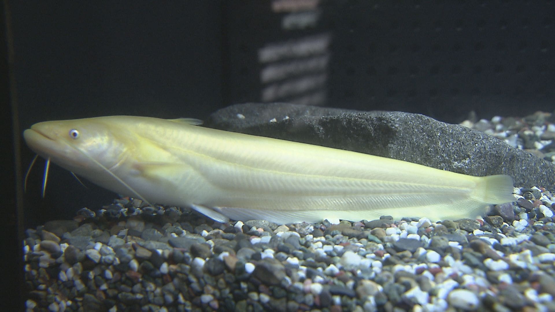 えこじさま専用 ナマズ6個 希少な“黄金ナマズ”みつかる 水族館「うみたまご」でお披露目 大分