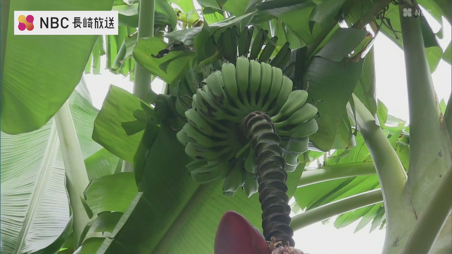 南国でもない長崎県五島市の民家の庭に バナナの実 150本！ 気になるお