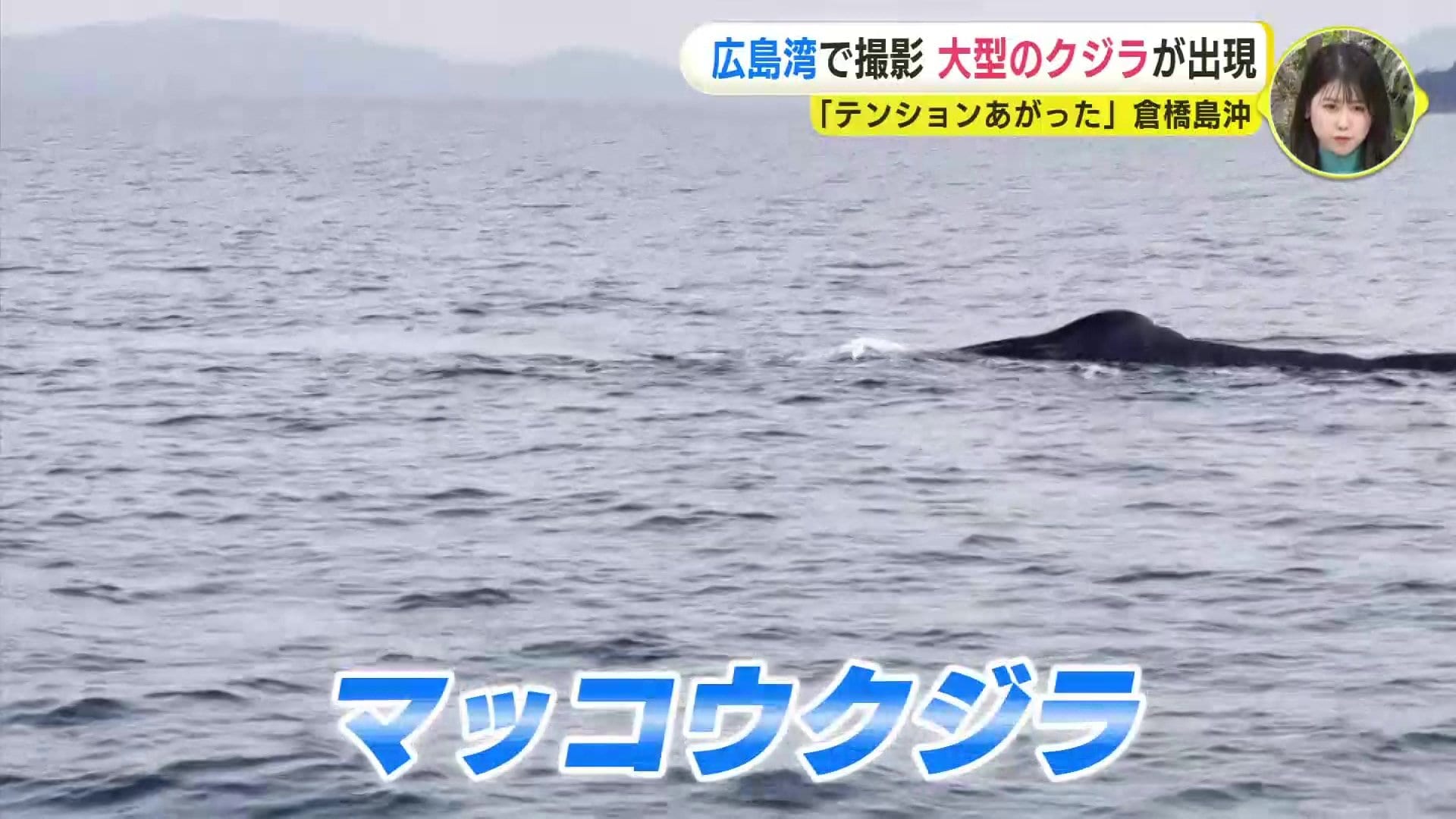 乗っていた船より大きかった」 広島湾に大型クジラが出現 釣り船から