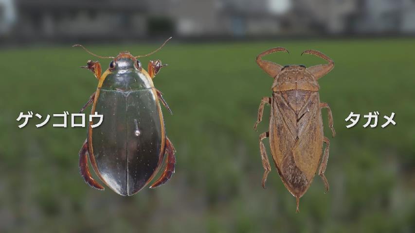 最後の1頭　台湾産　ゲンゴロウ　37mm 符節欠損 ゲンゴロウ」や「タガメ」など53種が絶滅… “レッドデータブックとやま