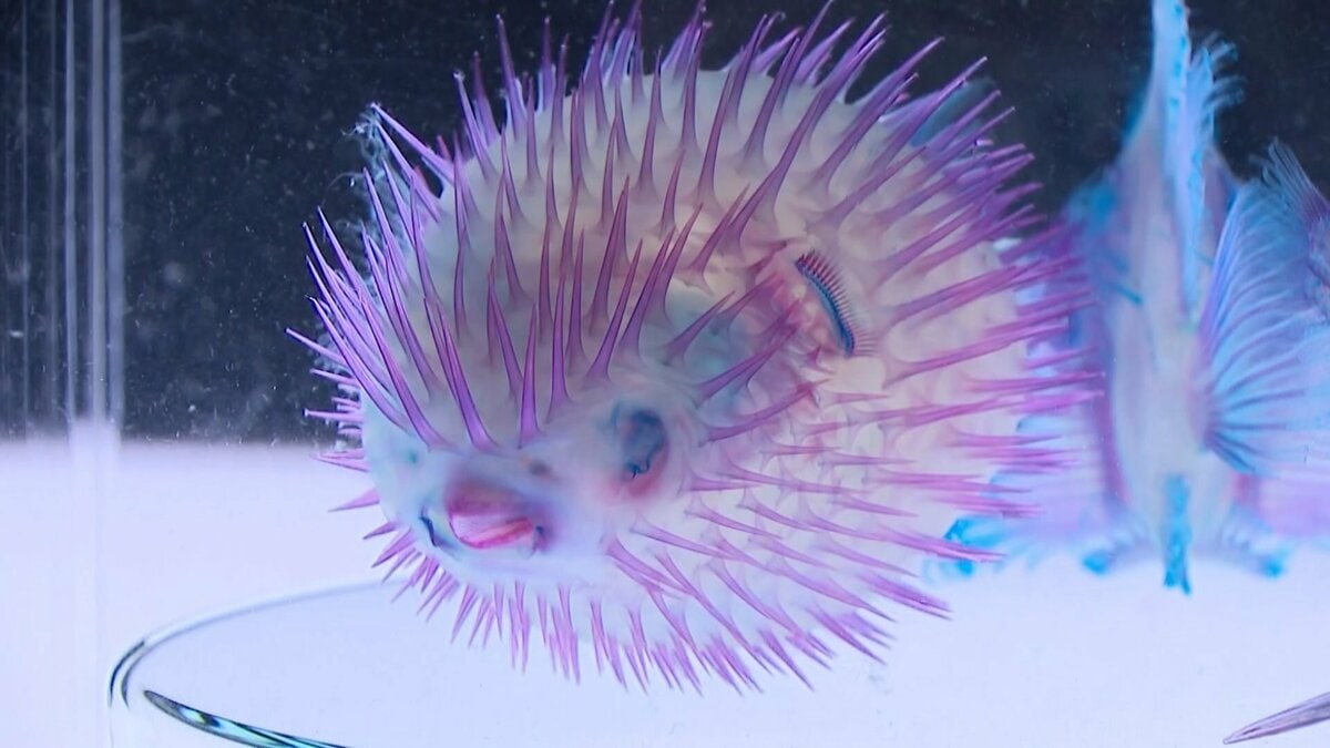 永楽通宝 海中発見品 希少品 本物保証 生き物の骨を染色した「透明標本」集めた展示会 15日から北九州市で