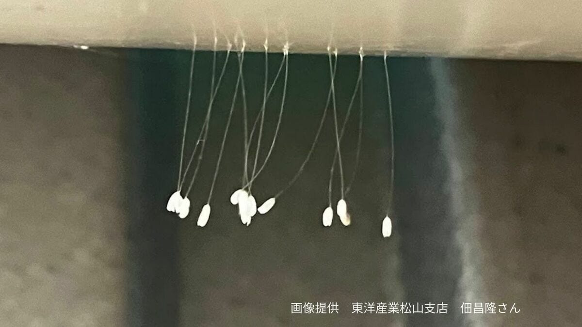 【3000年に1度咲くという伝説の花？】細い糸の先にぶらさがる小さな白い粒「うどん…